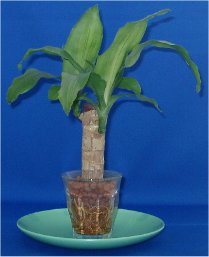 ���K�Ȏ����ɍK��͂��Ă���邩�h�K���̖؁h�̃n�C�h���J���`���[