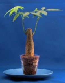 �ʐM�̔��Ŕ������n�C�h���J���`���[�̃p�L��